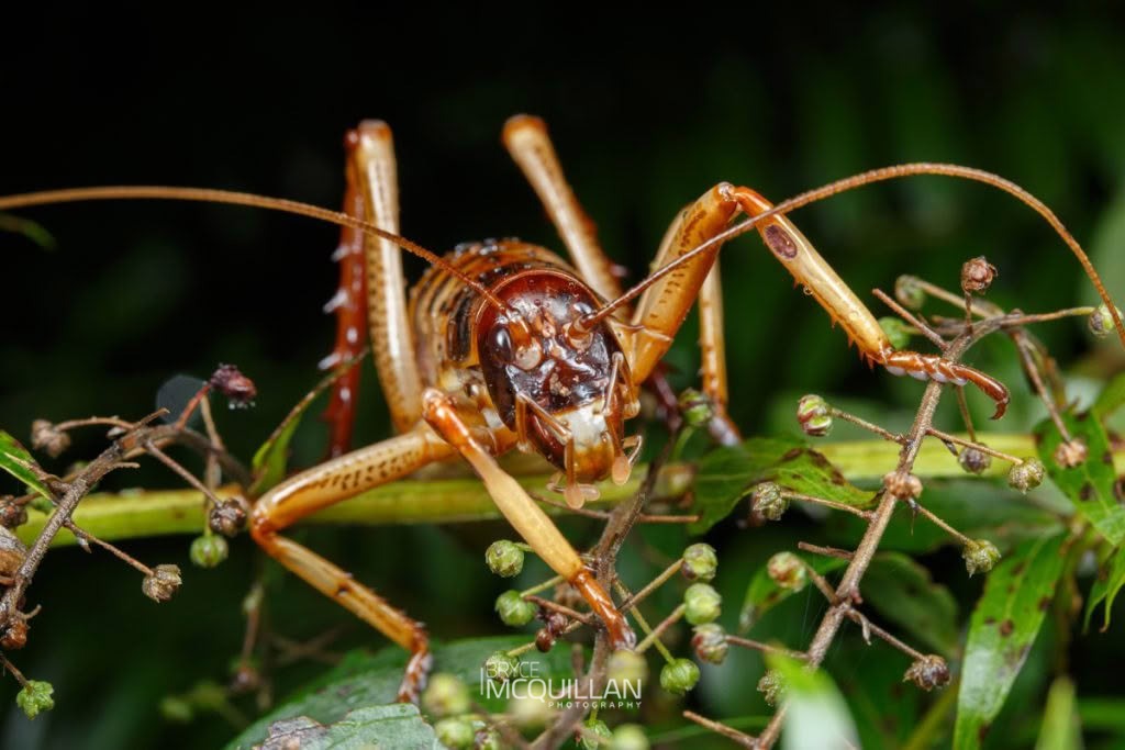 Hawke’s Bay Tree Weta (Hemideina trewicki), Anostostomatidae, photographed in New Zealand by Bryce McQuillan