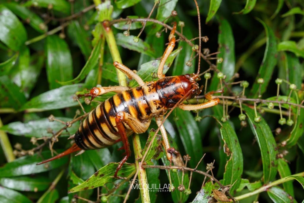 Hawke’s Bay Tree Weta (Hemideina trewicki), Anostostomatidae, photographed in New Zealand by Bryce McQuillan