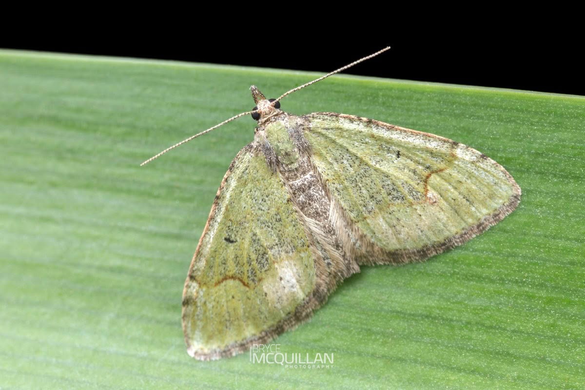 New Zealand Looper (Epyaxa rosearia), Geometridae, photographed in New Zealand by Bryce McQuillan