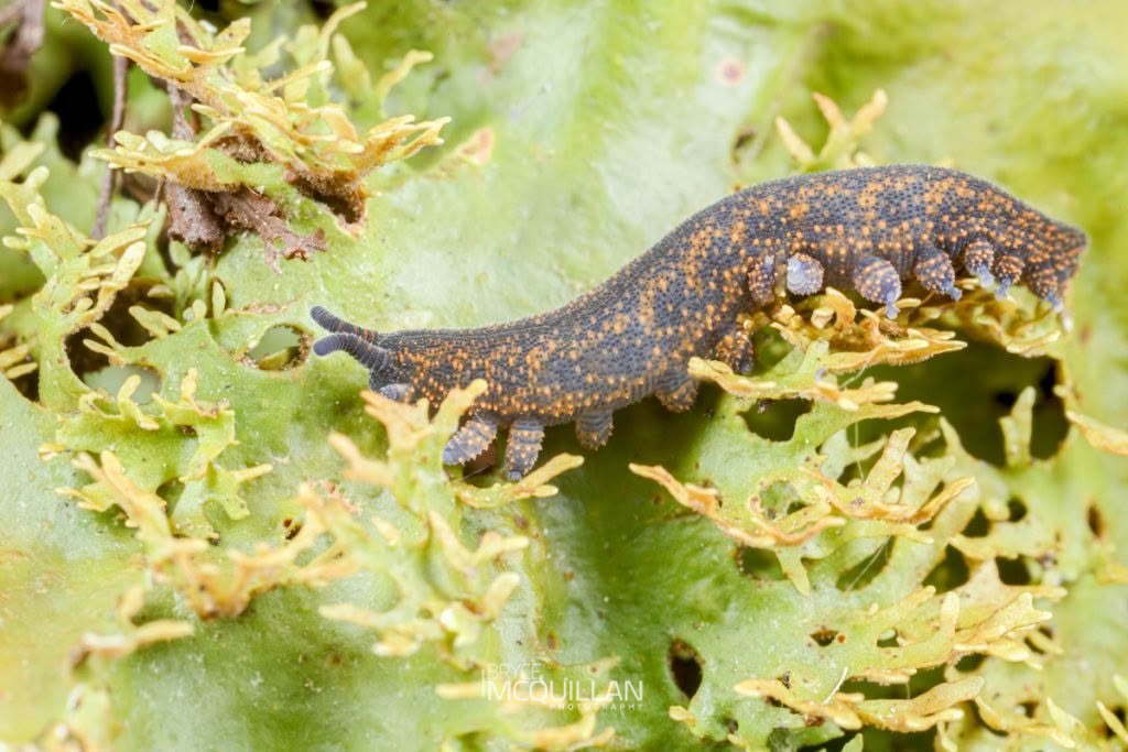 Peripatoides suteri, Peripatopsidae, photographed in New Zealand by Bryce McQuillan