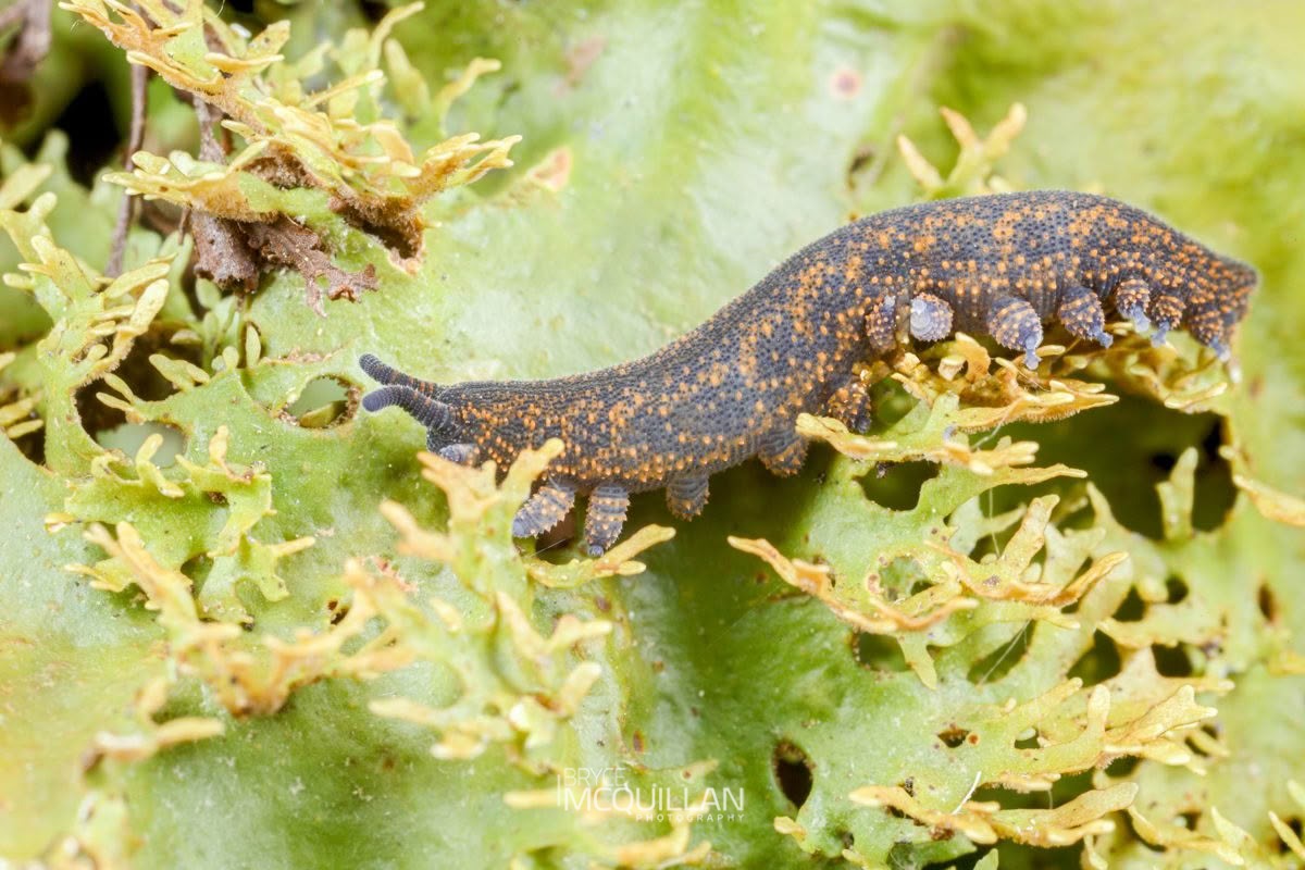 Peripatoides suteri, Peripatopsidae, photographed in New Zealand by Bryce McQuillan