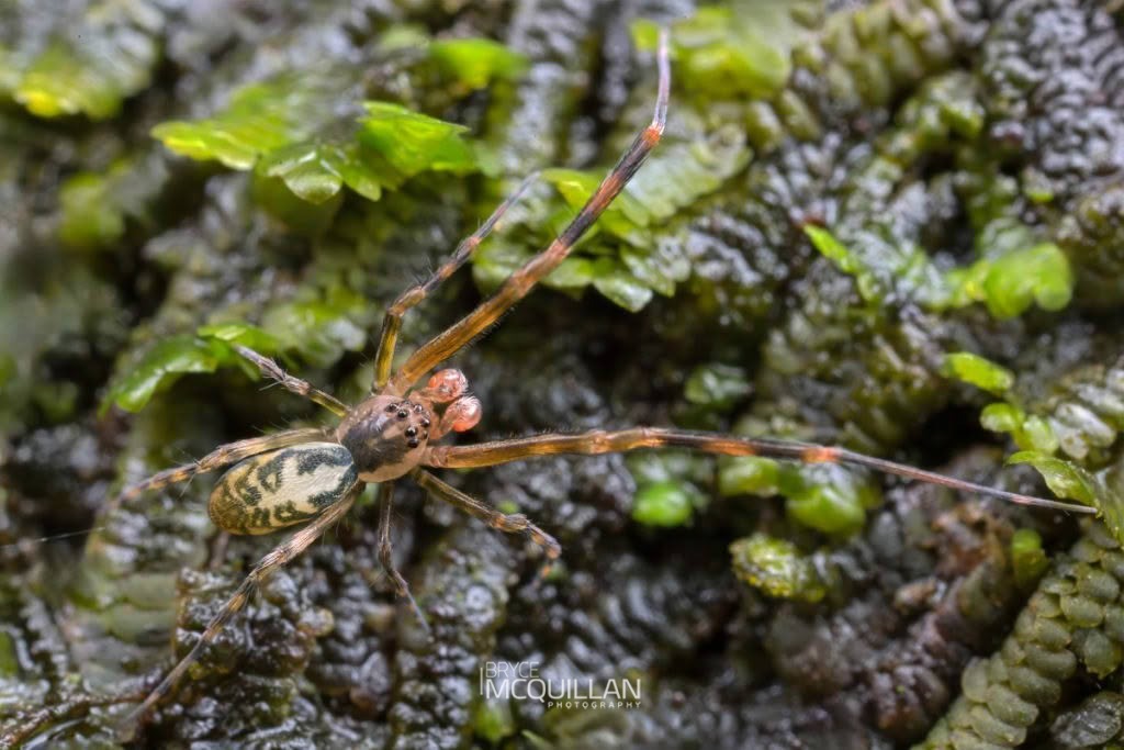Waitkera waitakerensis, Uloboridae, photographed in New Zealand by Bryce McQuillan