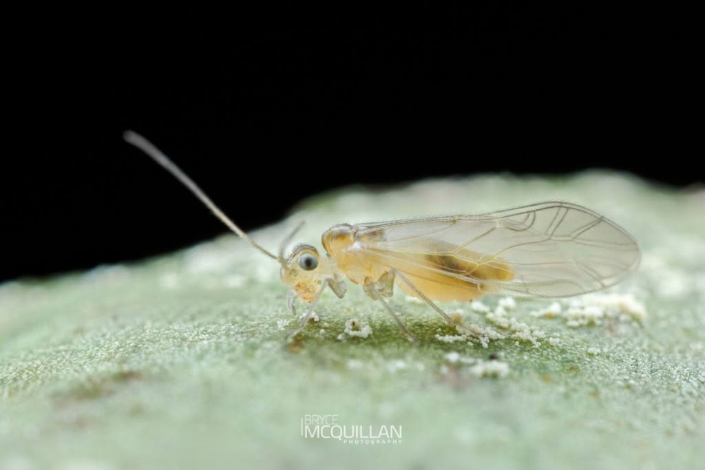 Enderleinella sp, Caeciliusidae, photographed in New Zealand by Bryce McQuillan