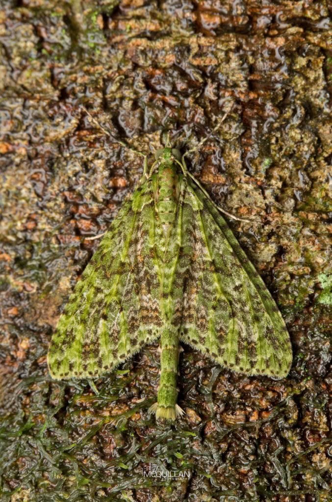 Tatosoma sp., Geometridae, photographed in New Zealand by Bryce McQuillan