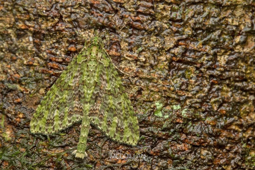 Tatosoma sp., Geometridae, photographed in New Zealand by Bryce McQuillan