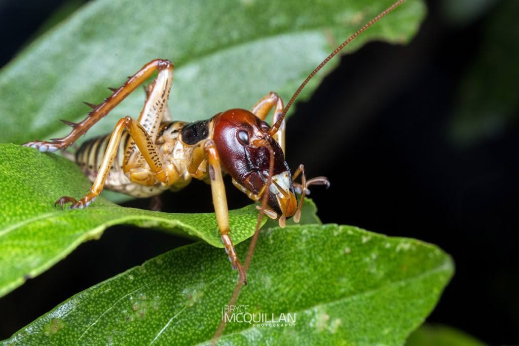 Wellington Tree Wētā (Hemideina crassidens), Anostostomatidae, photographed in New Zealand by Bryce McQuillan