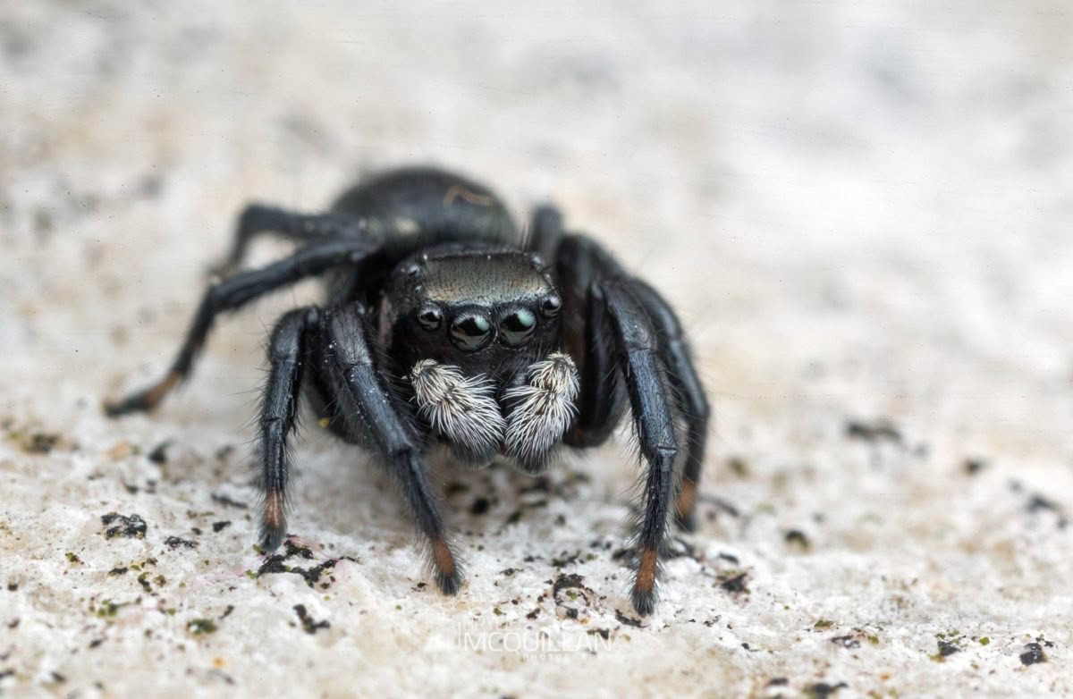 Marpisaa marina, Salticidae, photographed in New Zealand by Bryce McQuillan