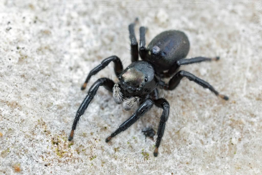 Marpisaa marina, Salticidae, photographed in New Zealand by Bryce McQuillan