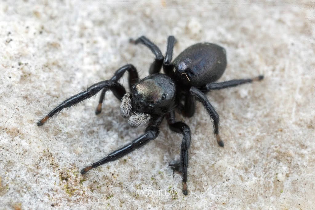 Marpisaa marina, Salticidae, photographed in New Zealand by Bryce McQuillan
