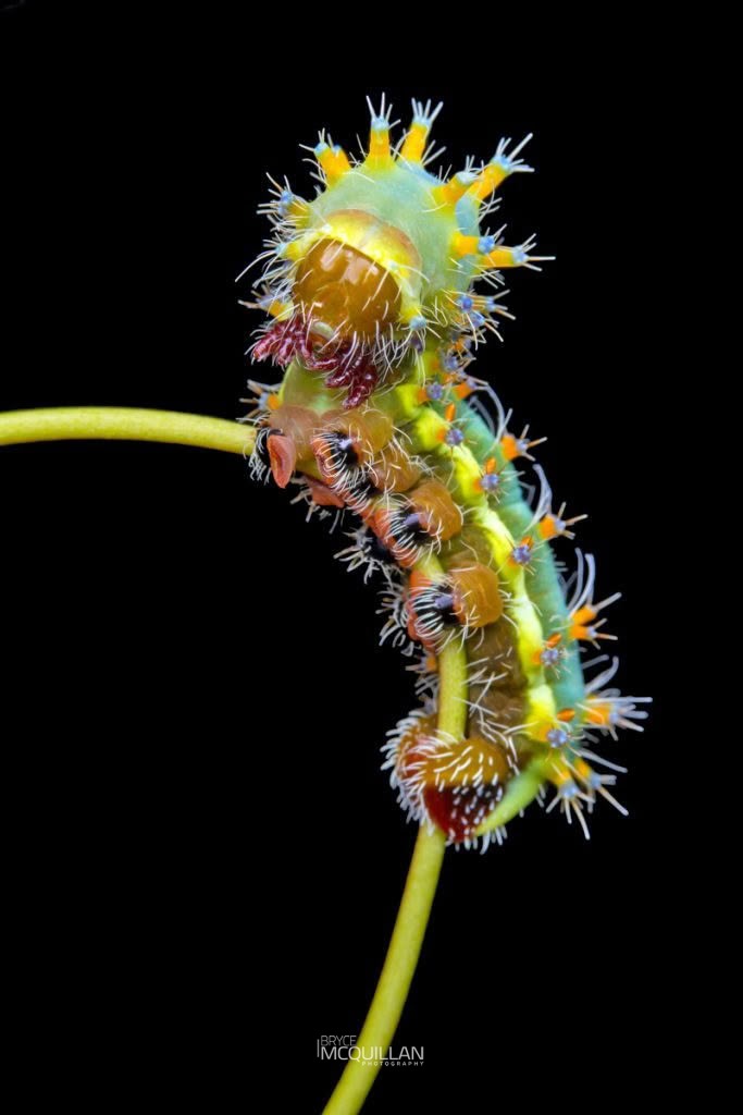 Emperor Gum Moth (Opodiphthera eucalypti), Saturniidae, photographed in New Zealand by Bryce McQuillan
