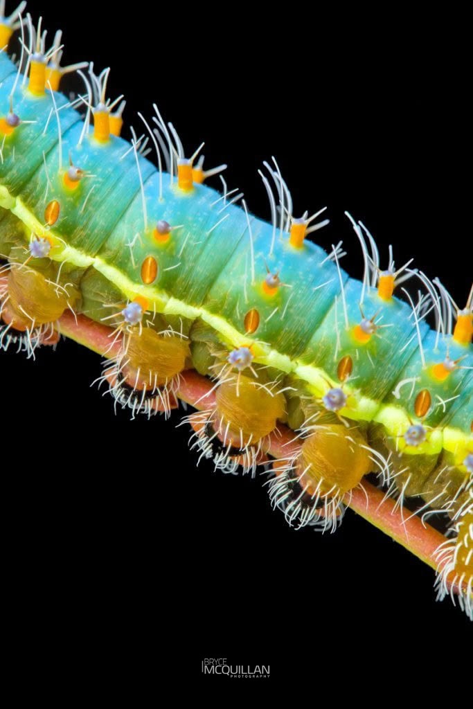 Emperor Gum Moth (Opodiphthera eucalypti), Saturniidae, photographed in New Zealand by Bryce McQuillan
