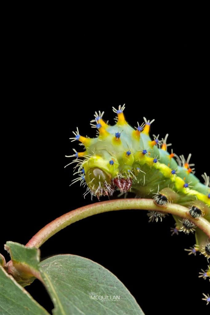 Emperor Gum Moth (Opodiphthera eucalypti), Saturniidae, photographed in New Zealand by Bryce McQuillan