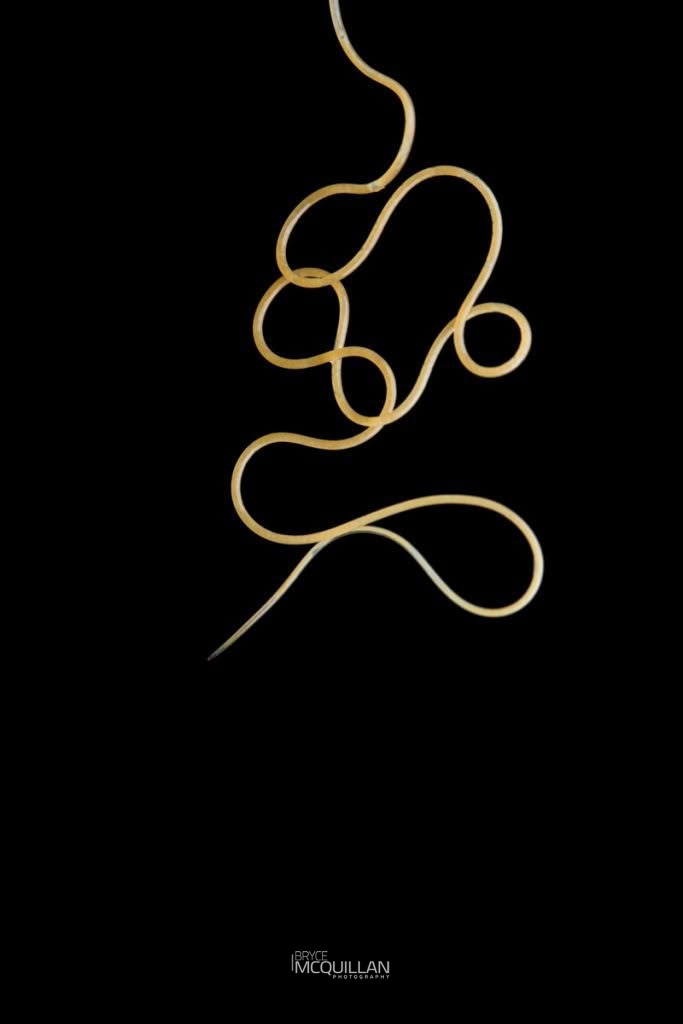 parasitic worm, photographed in New Zealand by Bryce McQuillan