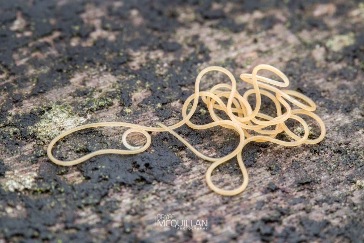 parasitic worm, photographed in New Zealand by Bryce McQuillan