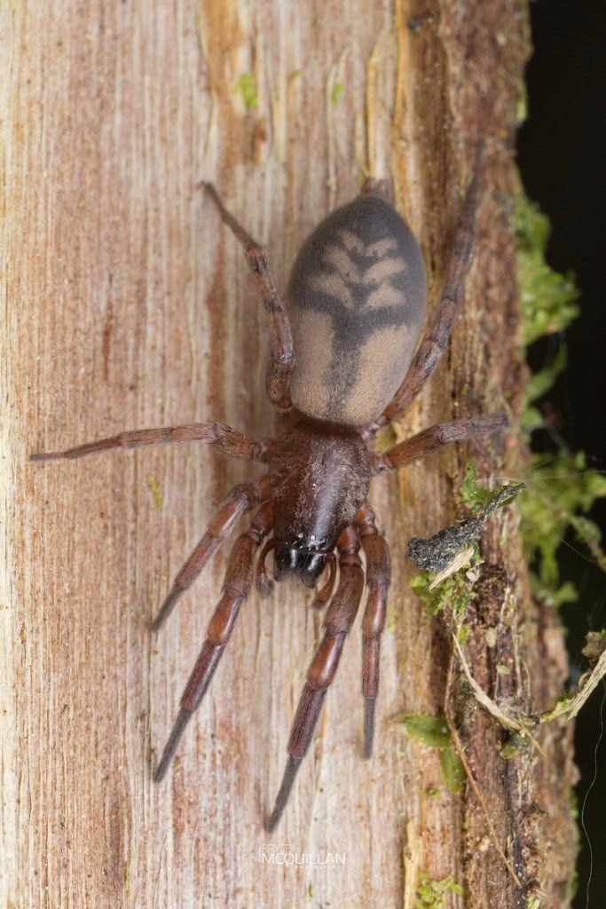 Intruda signata, Gnaphosidae, photographed in New Zealand by Bryce McQuillan