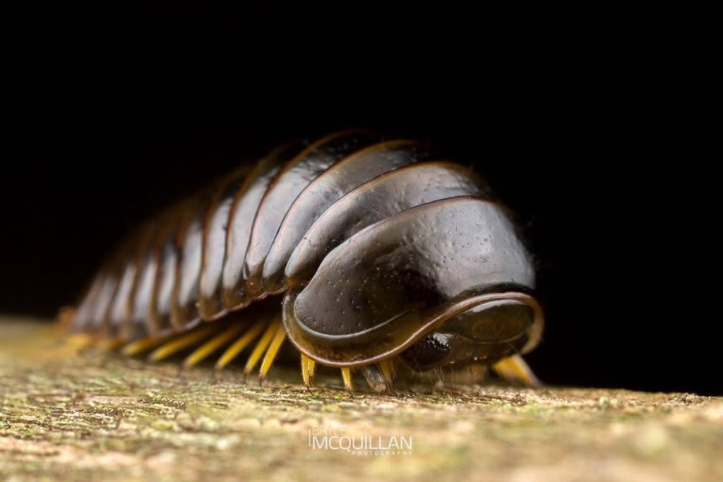 Procyliosoma tuberculatum, Procyliosomatidae, photographed in New Zealand by Bryce McQuillan