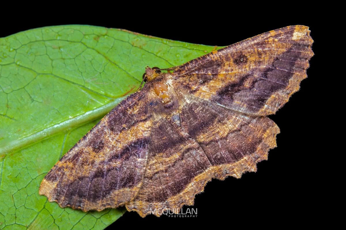 Brown evening moth (Gellonia dejectaria), Geometridae, photographed in New Zealand by Bryce McQuillan