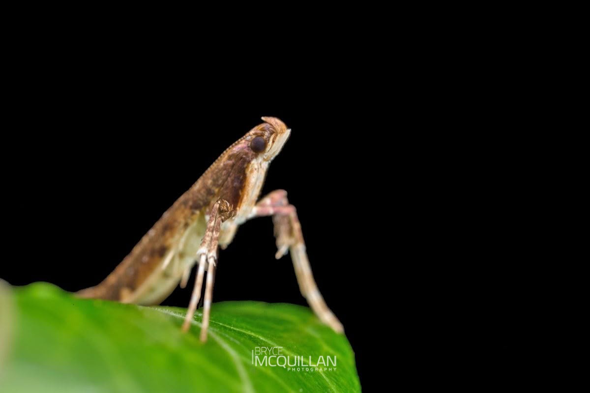 Azalea Leafminer Moth (Caloptilia azaleella), Gracillariidae, photographed in New Zealand by Bryce McQuillan