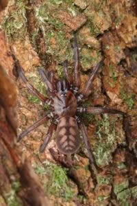 Hexatheles spp, Hexathelidae, photographed in New Zealand by Bryce McQuillan