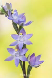 Slender Sun-Orchid (Thelymitra pauciflora), Orchidaceae photographed by Bryce McQuillan