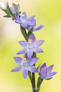 Slender Sun-Orchid (Thelymitra pauciflora), Orchidaceae photographed by Bryce McQuillan