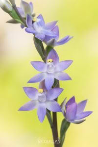 Slender Sun-Orchid (Thelymitra pauciflora), Orchidaceae photographed by Bryce McQuillan
