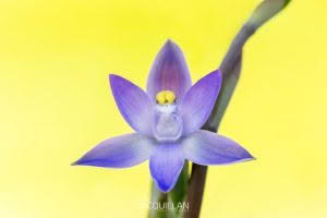 Slender Sun-Orchid (Thelymitra pauciflora), Orchidaceae photographed by Bryce McQuillan