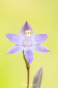 Slender Sun-Orchid (Thelymitra pauciflora), Orchidaceae photographed by Bryce McQuillan