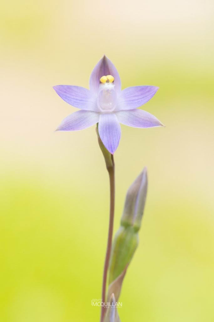 slender sun-orchid (Thelymitra pauciflora), Orchidaceae, photographed in New Zealand by Bryce McQuillan