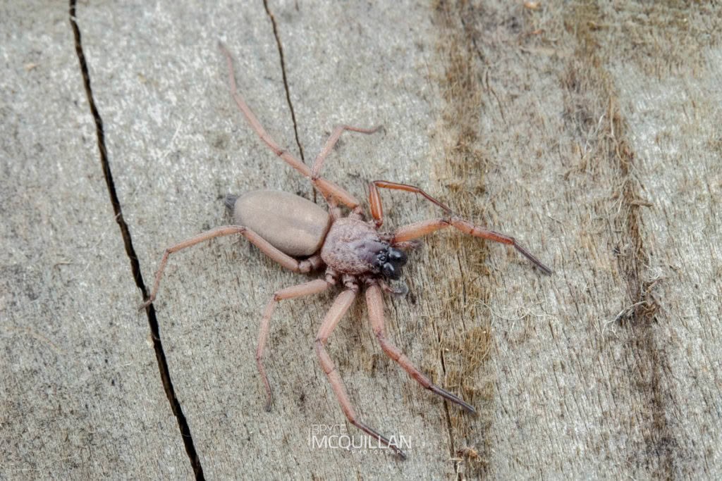 Hemicloea rogenhoferi, Trochanteriidae, photographed in New Zealand by Bryce McQuillan