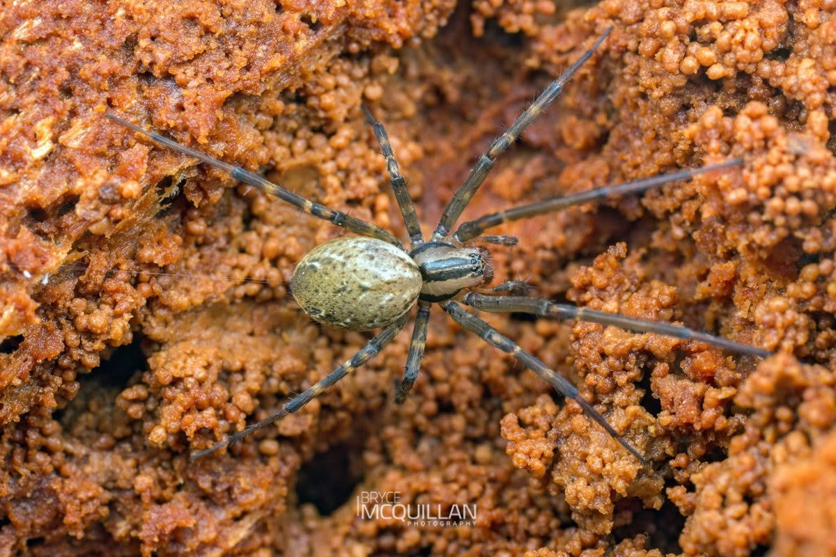 Cambridgea spp, Desidae, photographed in New Zealand by Bryce McQuillan