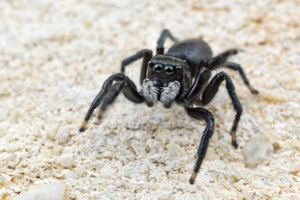 Marpisaa marina, Salticidae, photographed in New Zealand by Bryce McQuillan