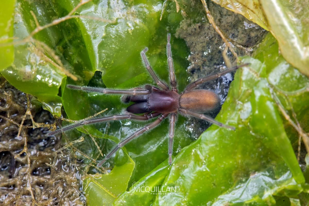 Marine Spider (Desis marina), Desidae, photographed in New Zealand by Bryce McQuillan