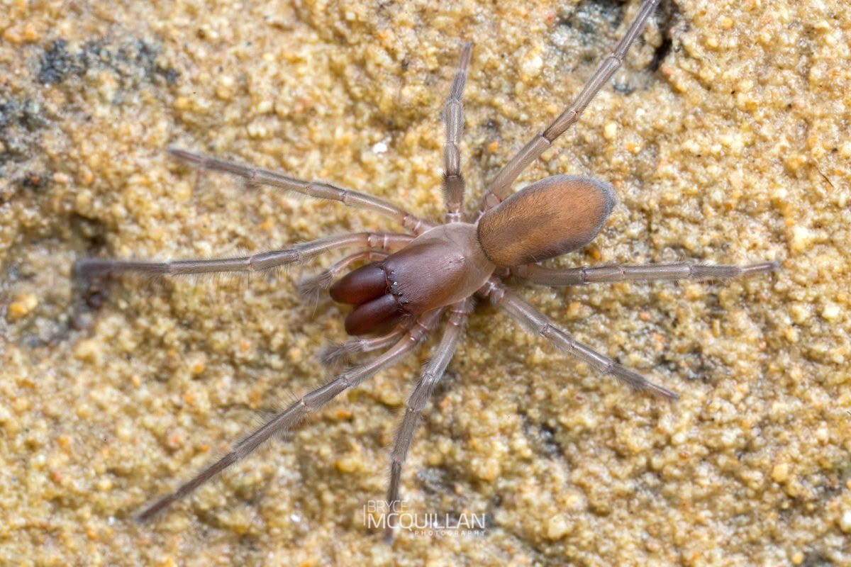 Desis marina used to illustrate aquatic spider research