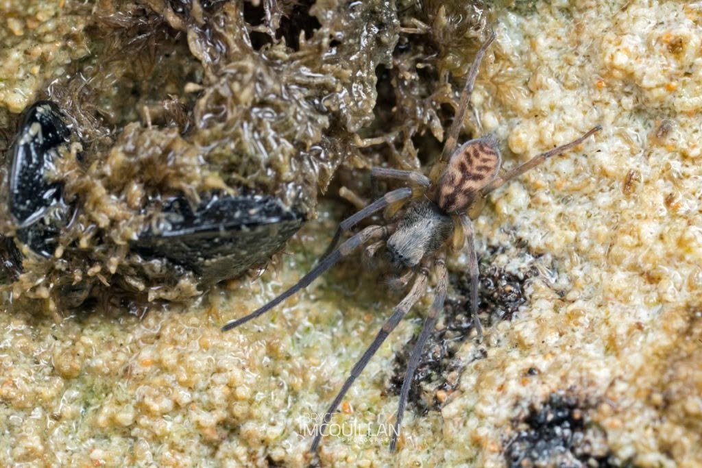Amaurobioides sp, Anyphaenidae, photographed in New Zealand by Bryce McQuillan