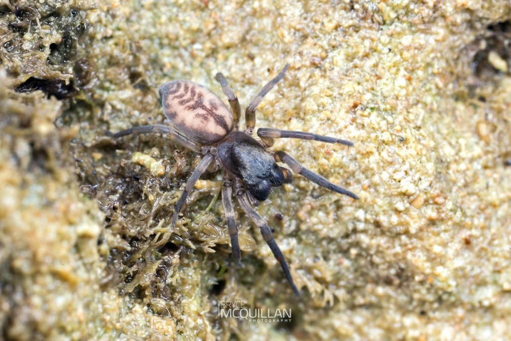 Amaurobioides sp, Anyphaenidae, photographed in New Zealand by Bryce McQuillan