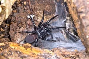 Hexathele sp, Hexathelidae, photographed in New Zealand by Bryce McQuillan