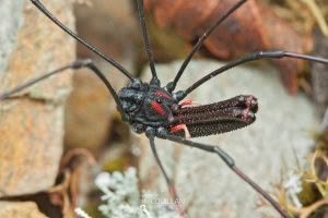 Shelob inconstans, Neopilionidae, photographed in New Zealand by Bryce McQuillan
