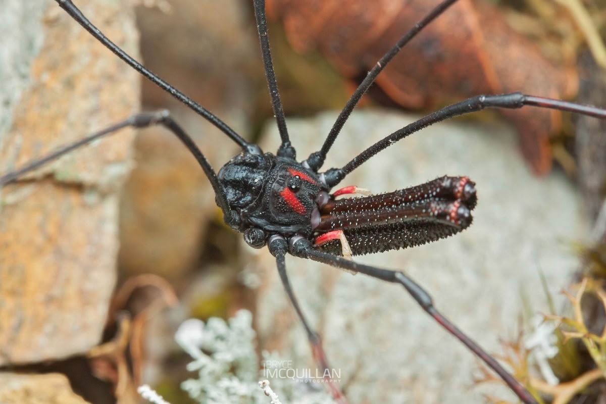 Shelob inconstans, Neopilionidae, photographed in New Zealand by Bryce McQuillan