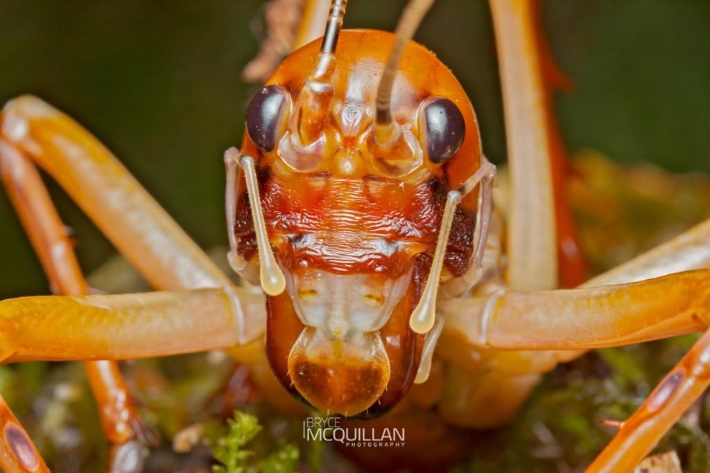 West Coast Bush Weta (Hemideina broughi), Anostostomatidae, photographed in New Zealand by Bryce McQuillan