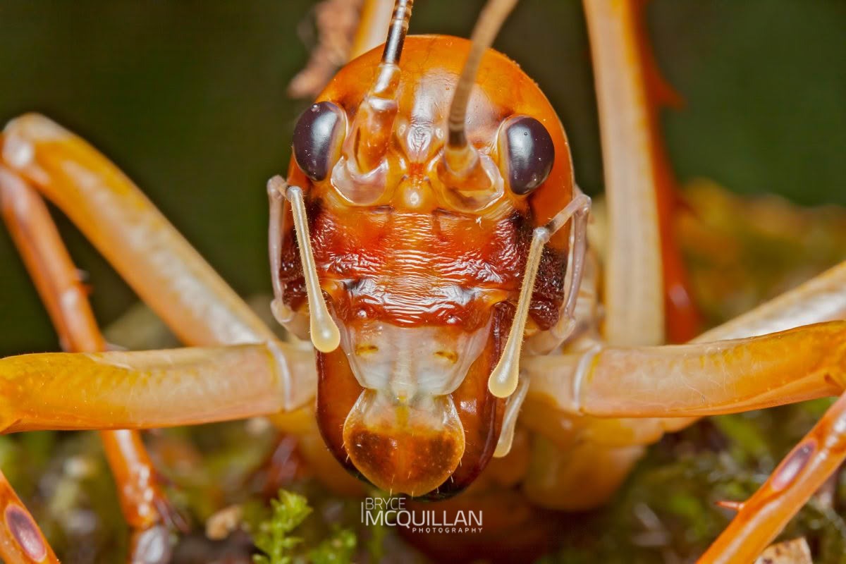 West Coast Bush Weta (Hemideina broughi), Anostostomatidae, photographed in New Zealand by Bryce McQuillan