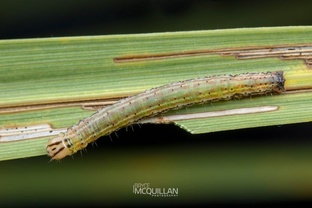 Cabbage tree moth (Epiphryne verriculata), Geometridae, photographed in New Zealand by Bryce McQuillan