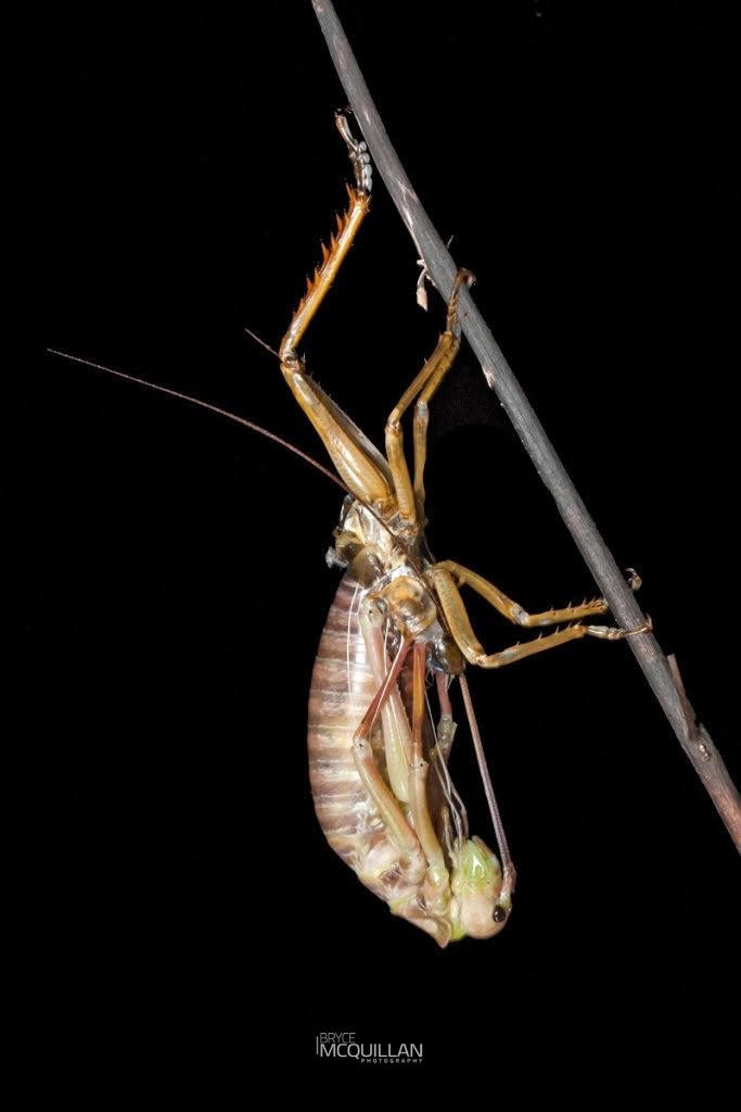 West Coast Bush Weta (Hemideina broughi), Anostostomatidae, photographed in New Zealand by Bryce McQuillan