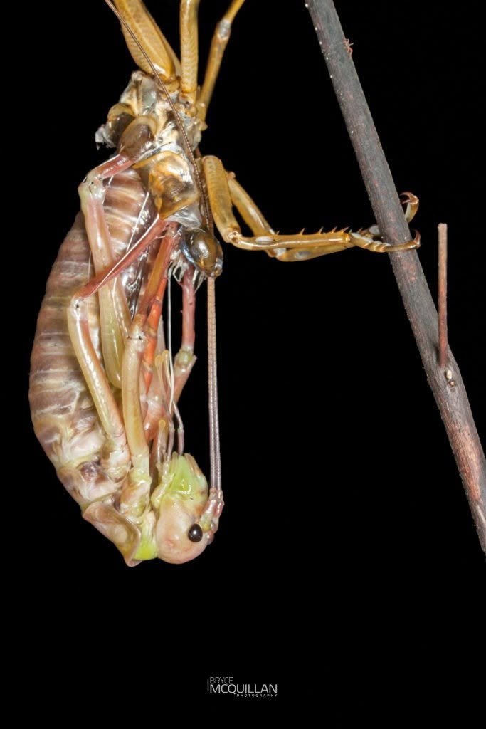 West Coast Bush Weta (Hemideina broughi), Anostostomatidae, photographed in New Zealand by Bryce McQuillan