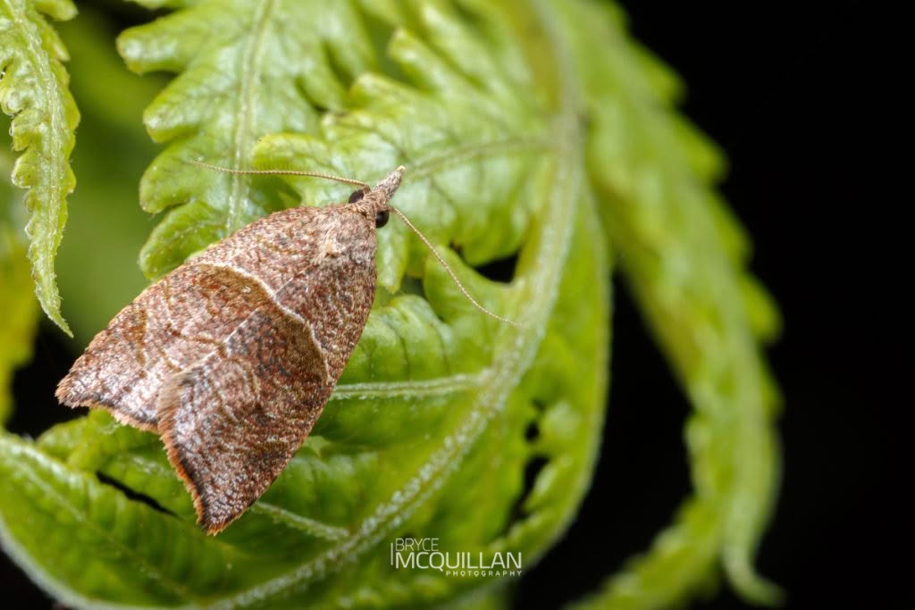 Cnephasia incessana, Tortricidae, photographed in New Zealand by Bryce McQuillan
