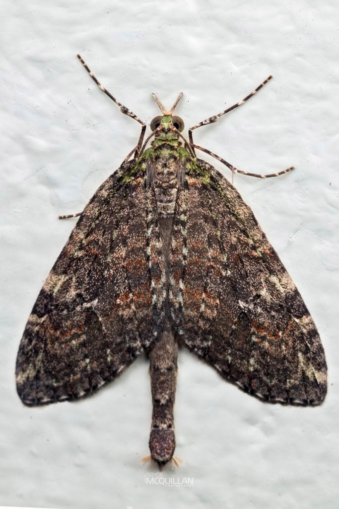 Tatosoma sp., Geometridae, photographed in New Zealand by Bryce McQuillan