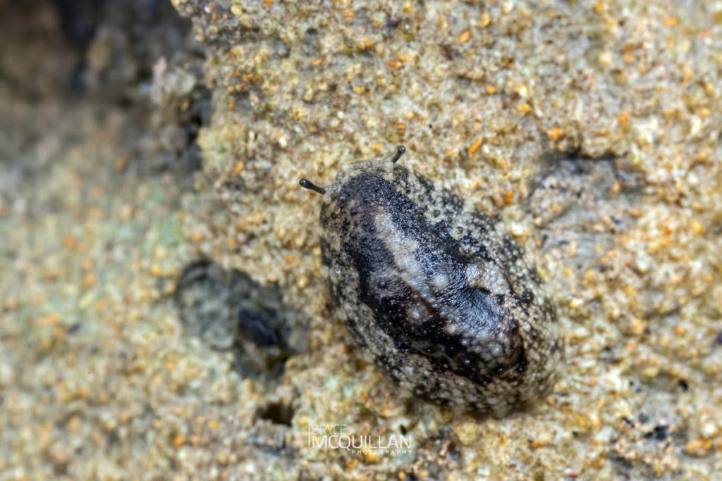 Onchidella nigricans, Onchidiidae, photographed in New Zealand by Bryce McQuillan