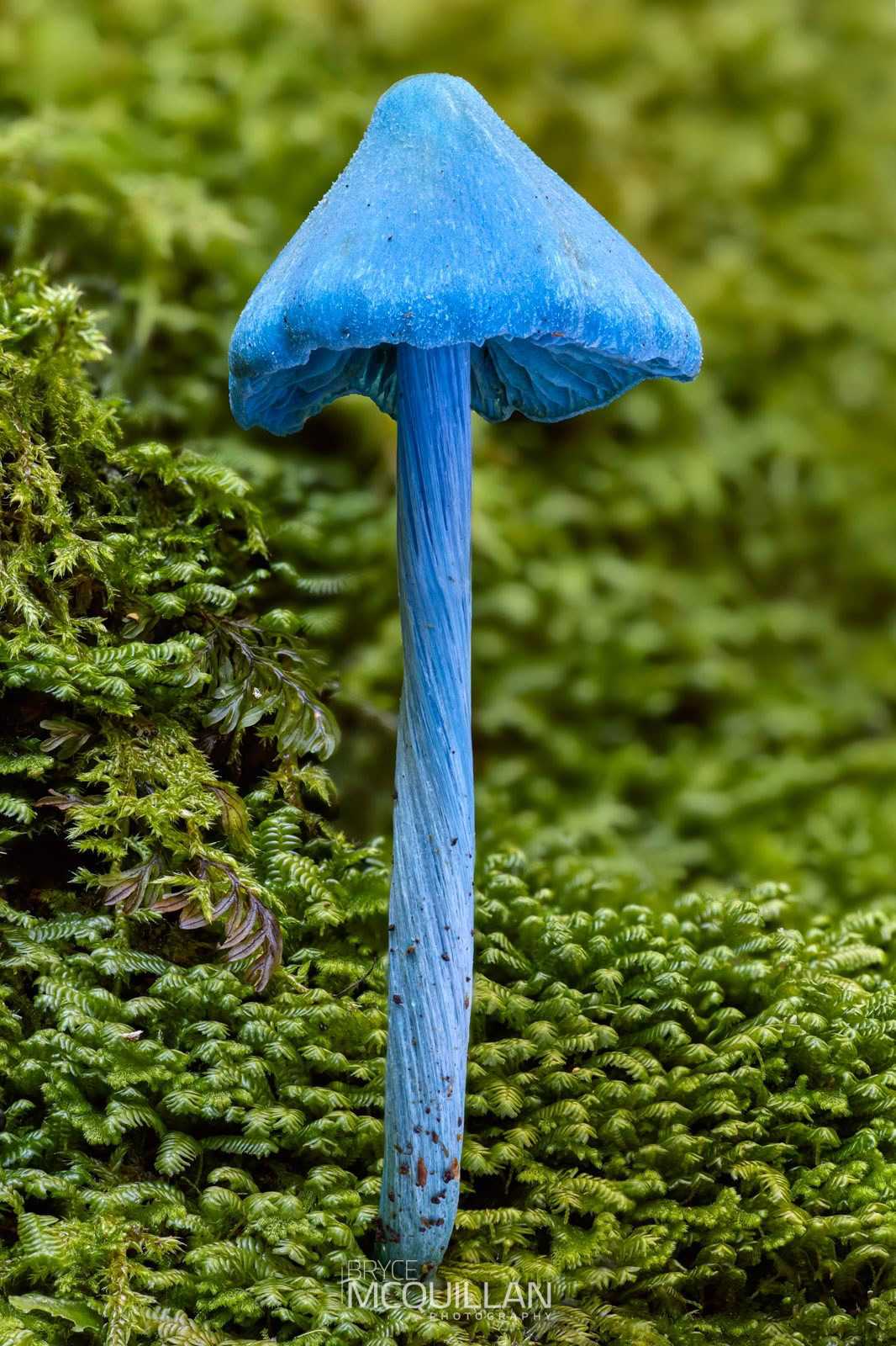 Blue pinkgill fungus