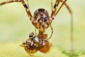 Puwere pureora, Neopilionidae, photographed in New Zealand by Bryce McQuillan