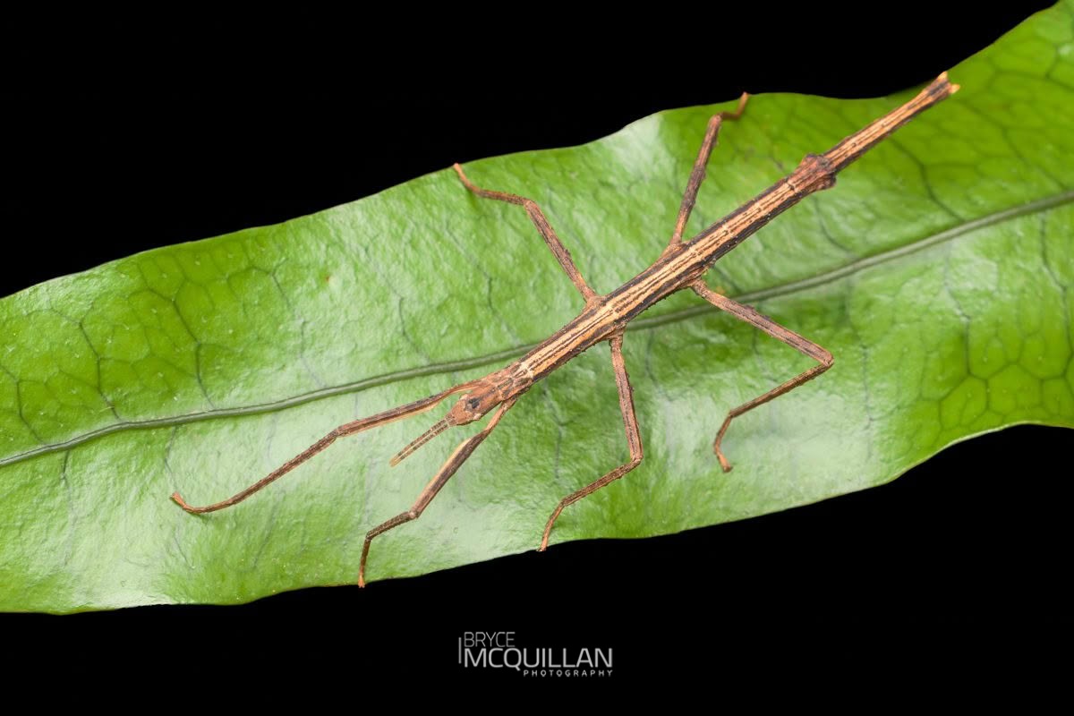 Rough Skinned Stick Insect (Tectarchus salebrosus), Diapheromeridae, photographed in New Zealand by Bryce McQuillan